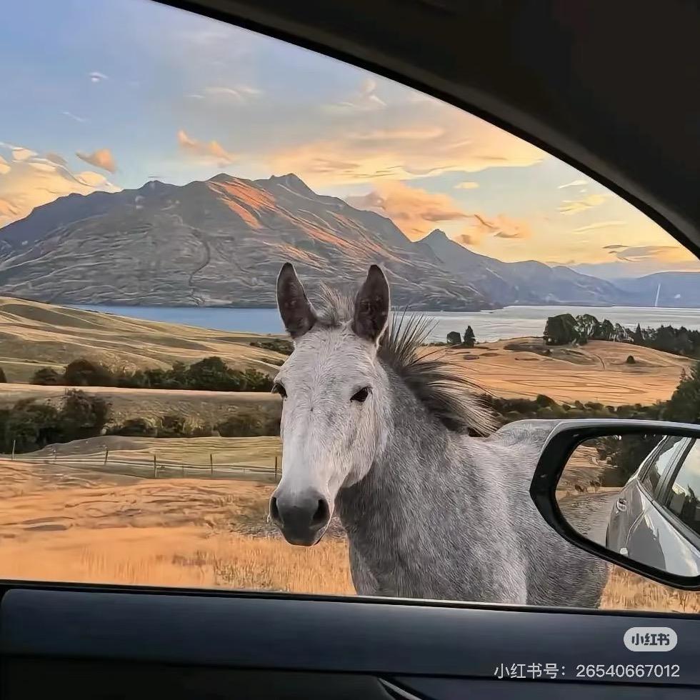 汽车收购部（张部长）