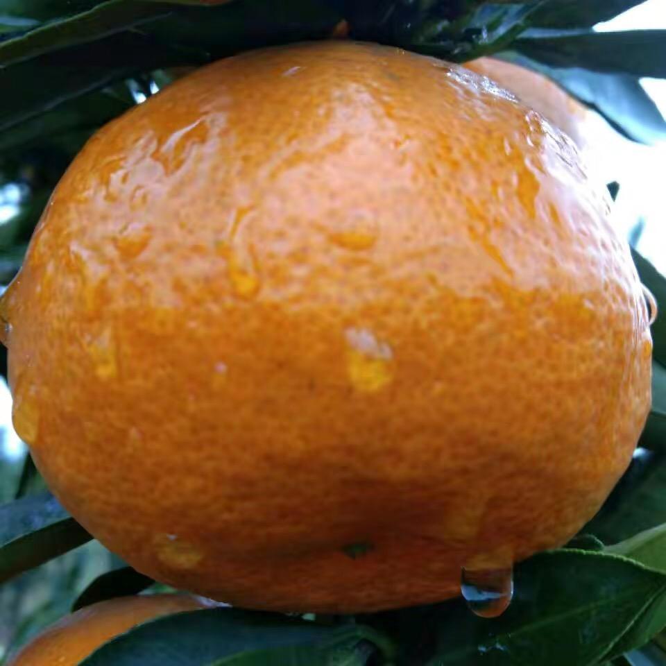 石门桔子飘香，产地代办