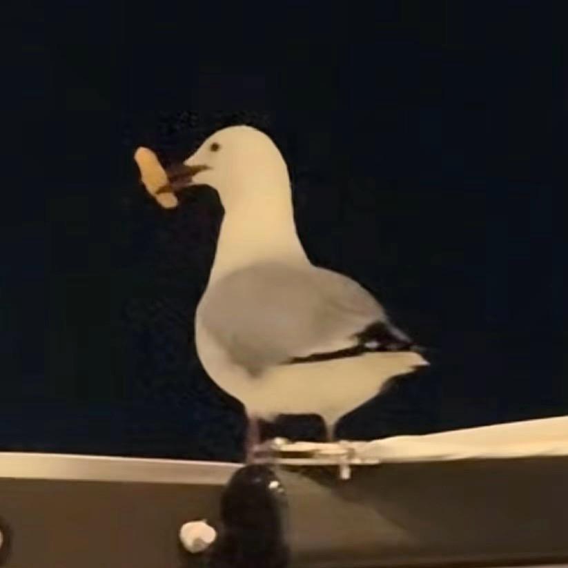 去码头整点薯条