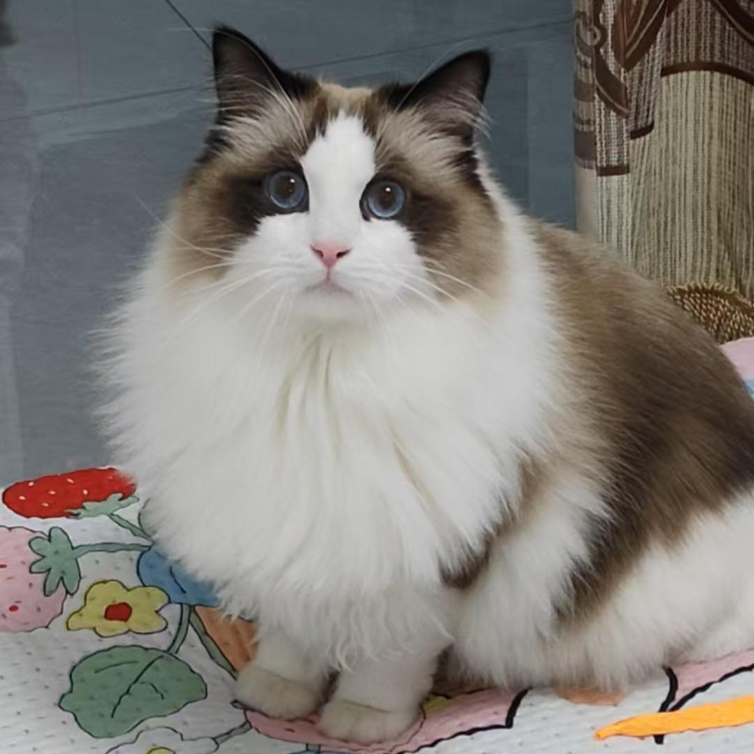 小啵啵宠物