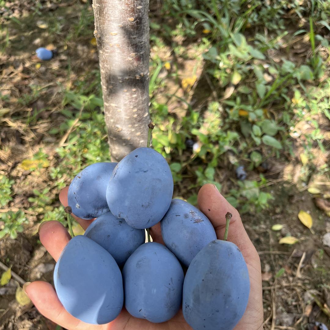 泽飞果树苗木专营店