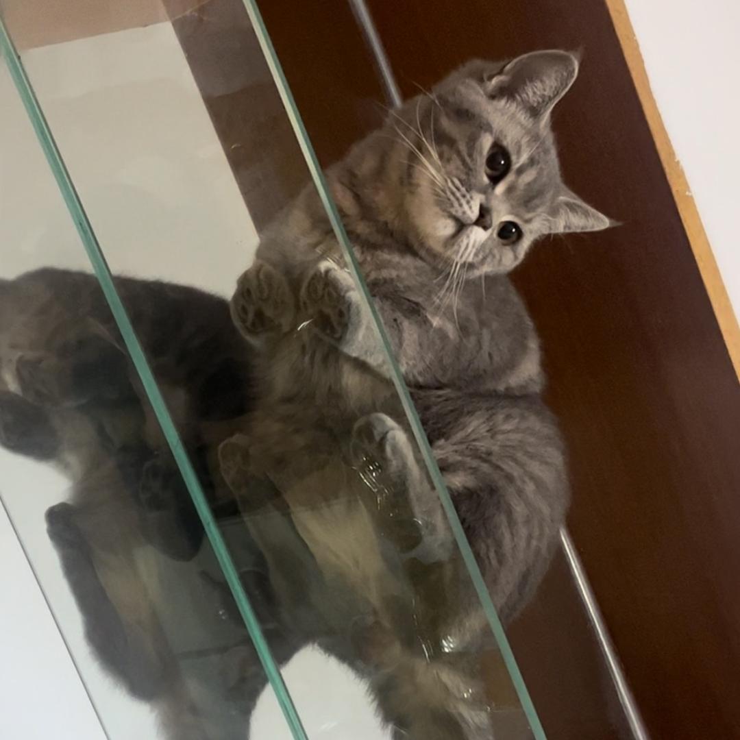 跳跳是只喵(薅羊毛版)