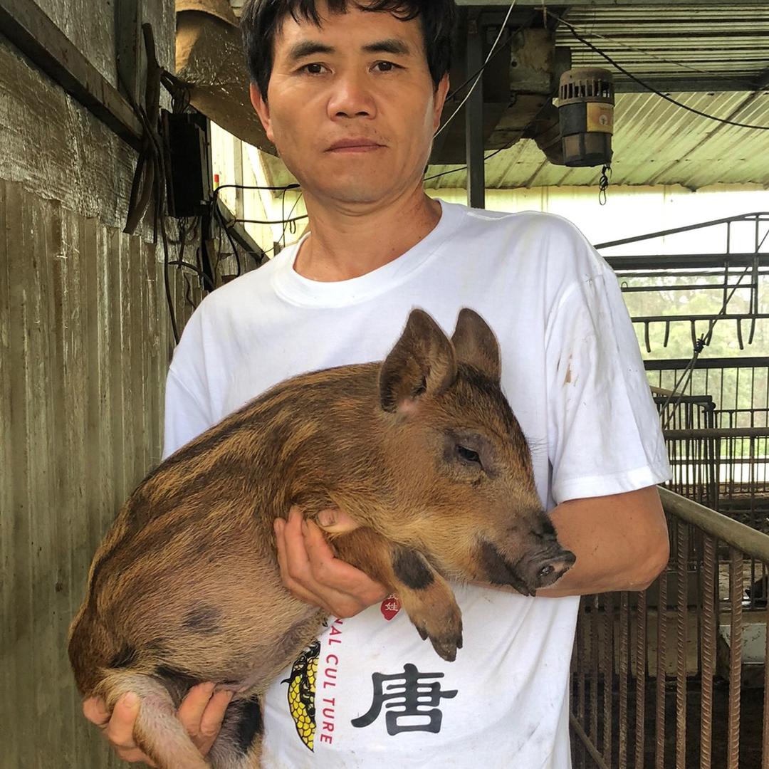 精细粮草养猪技术