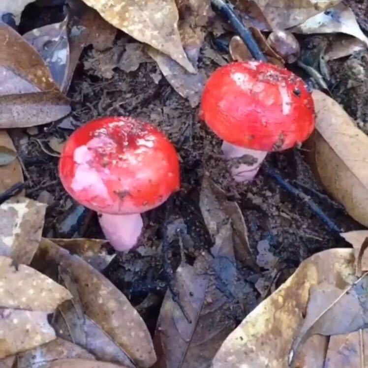 福建菇中之王