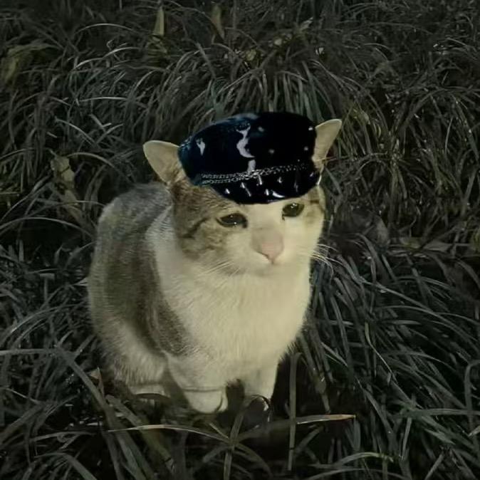 一只猫猫宁