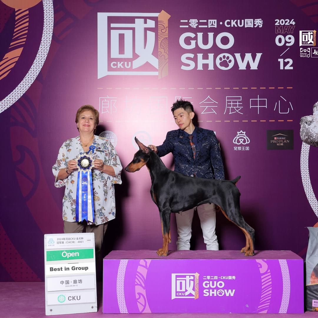 淄博米莱美系杜宾犬舍