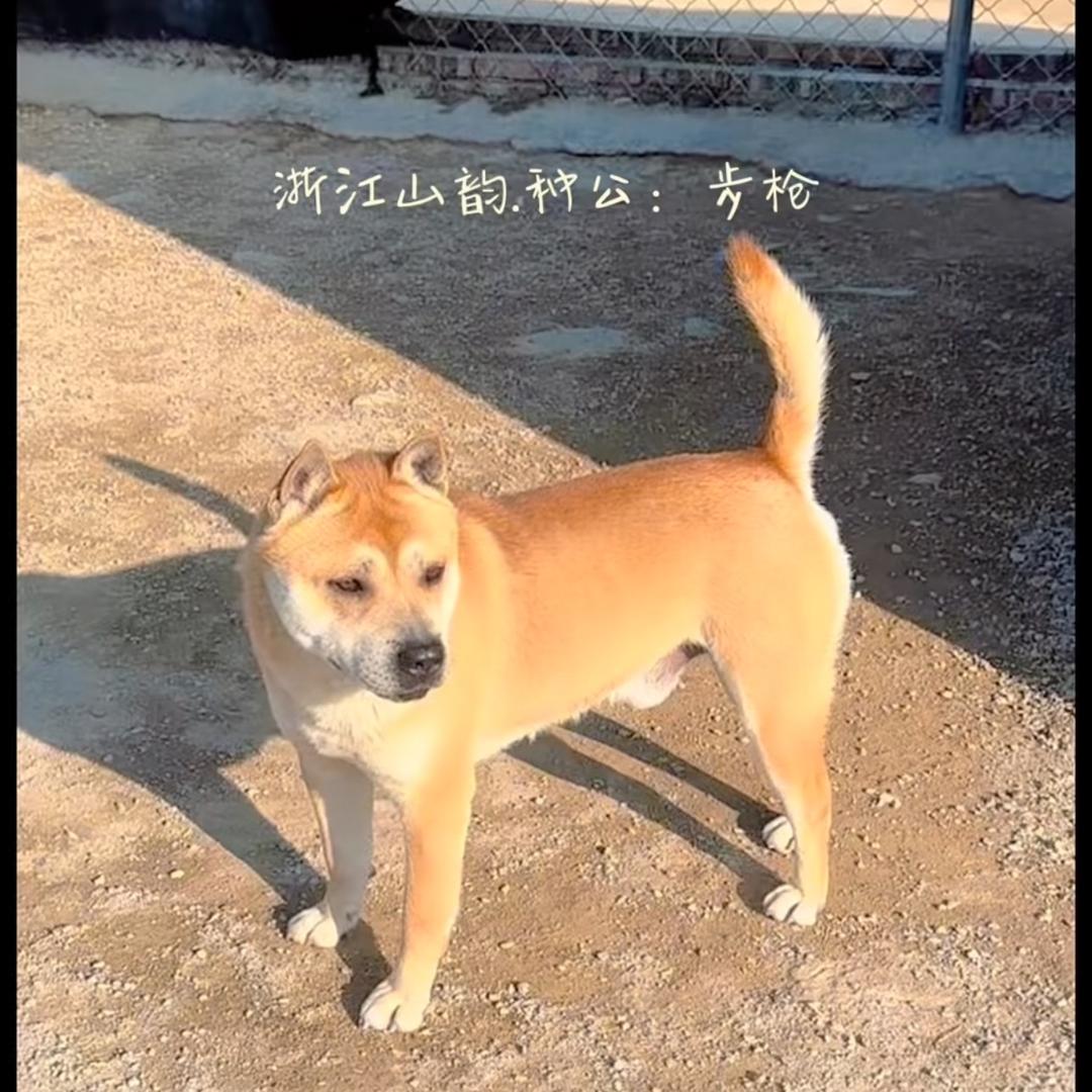 小黄和大黄