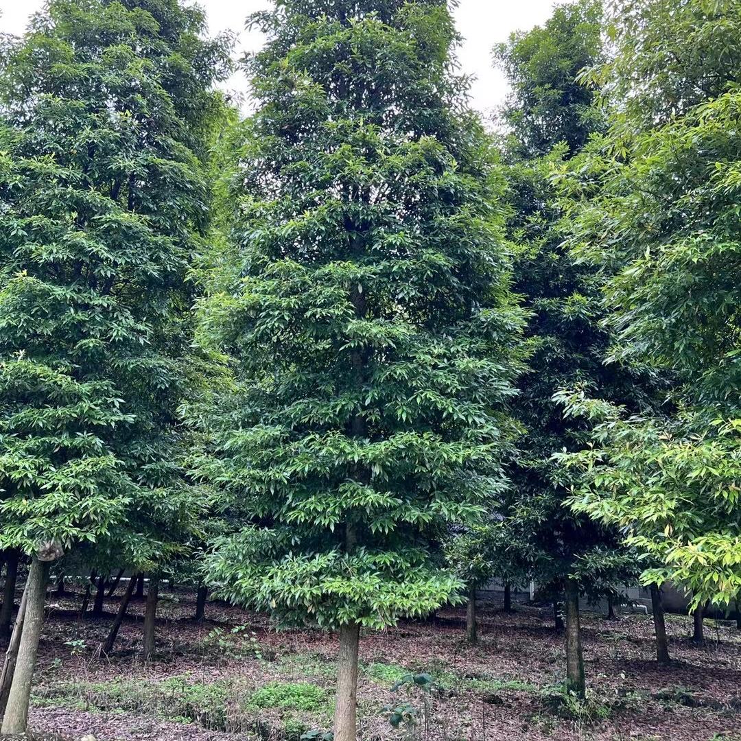成都金丝楠树苗培育基地