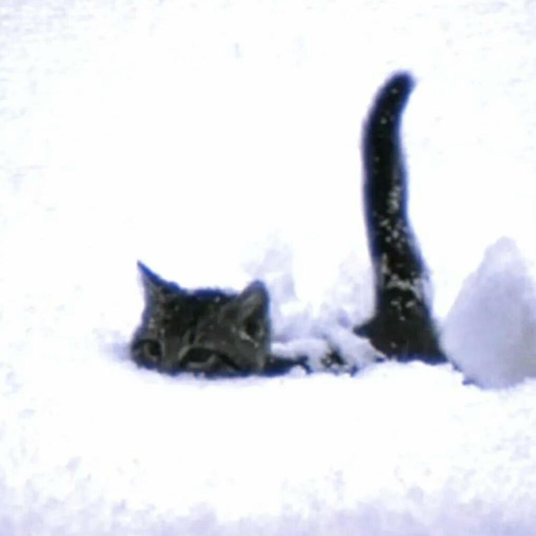 没有小猫
