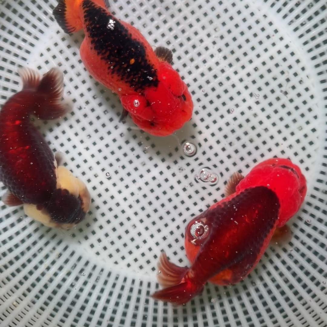舜瑷金鱼