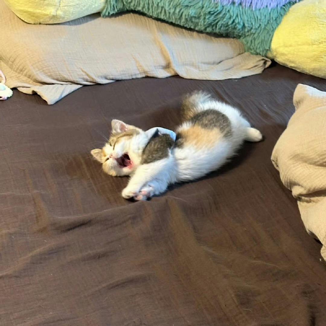 愤怒苹果派