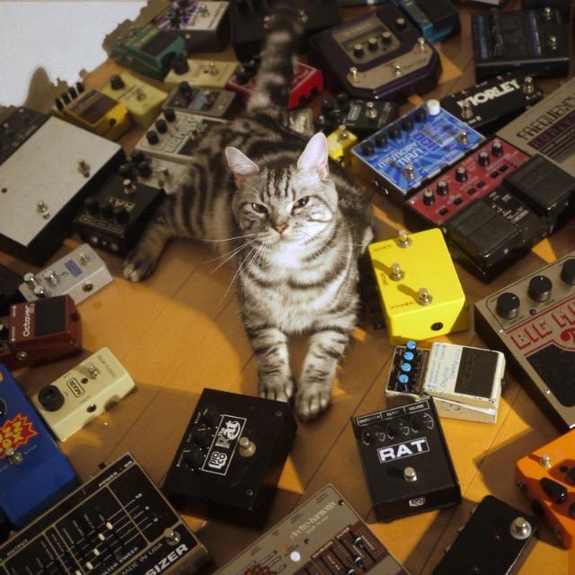 肖斯塔科维奇的猫