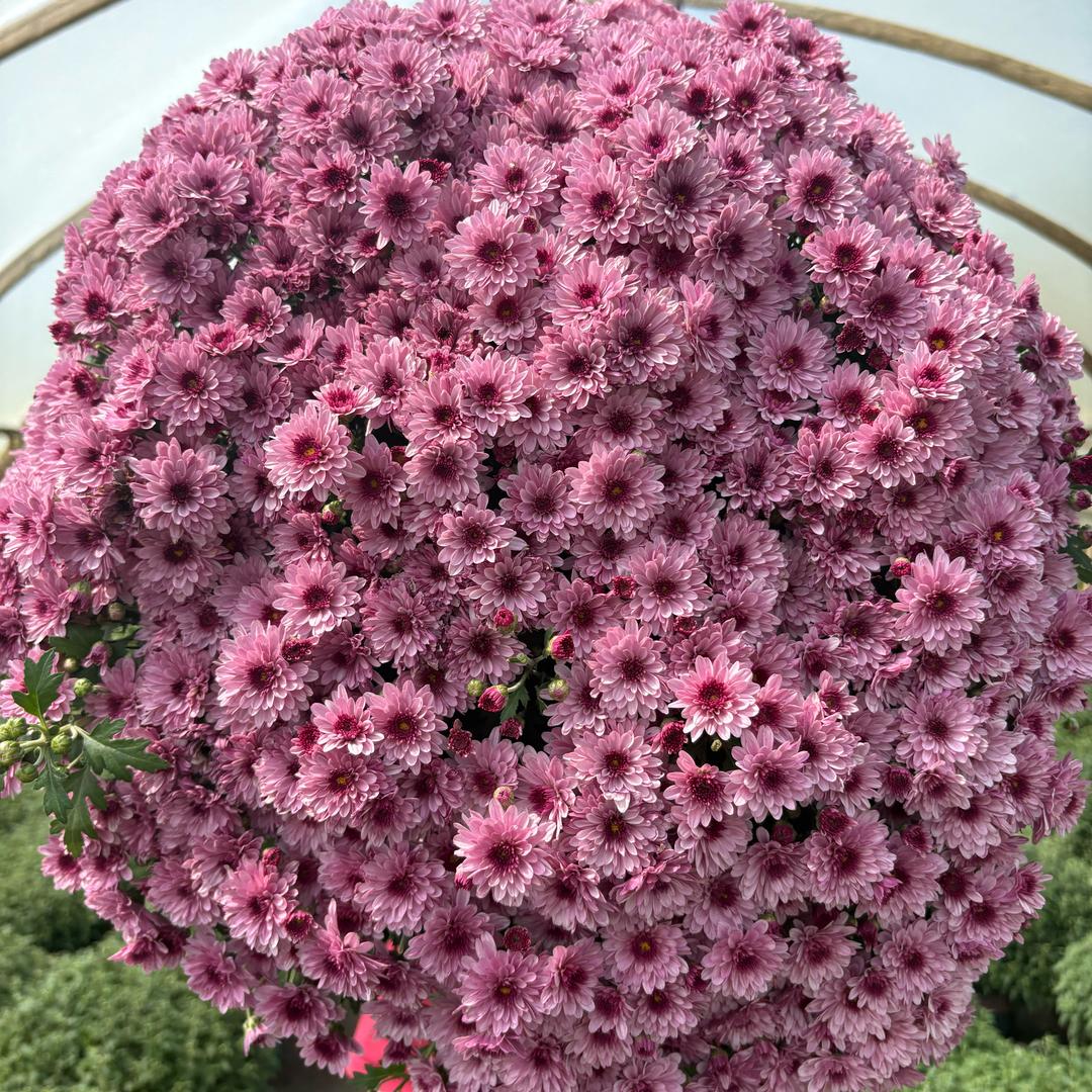 云上花卉基地
