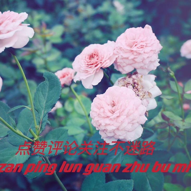 风雨人生
