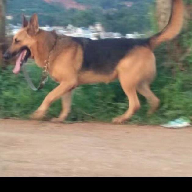 湖北昆明犬