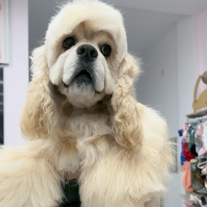 小钰家的美卡犬 可卡布