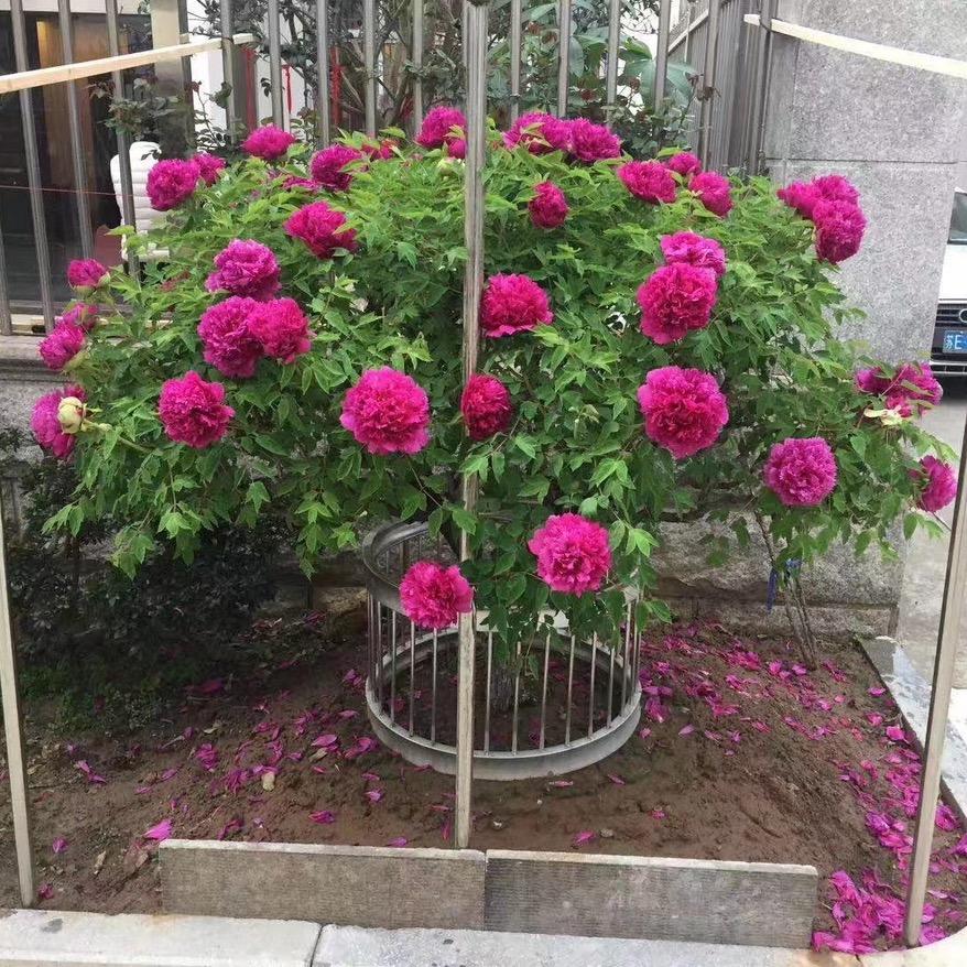 百年富贵牡丹树