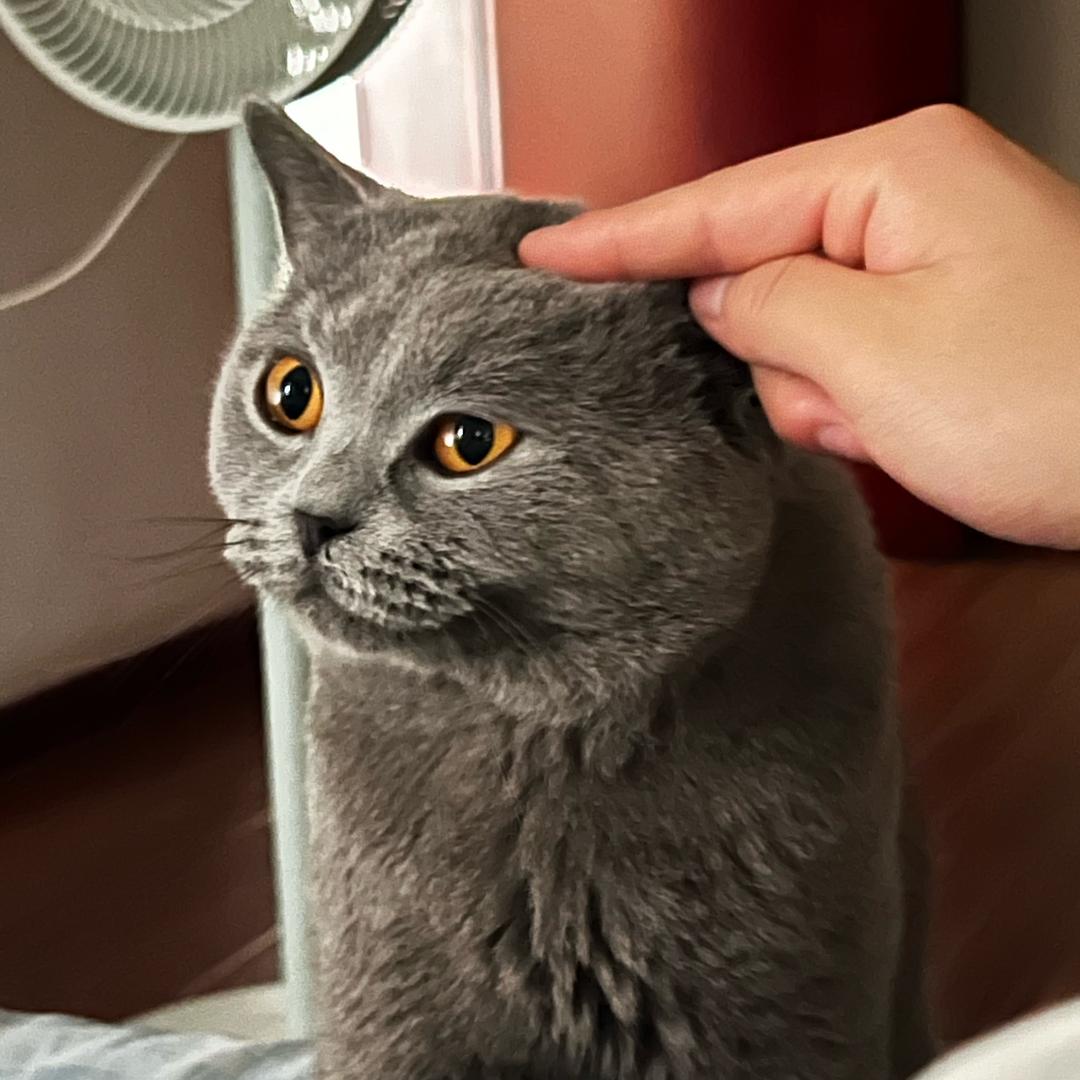 小猫🐈‍⬛