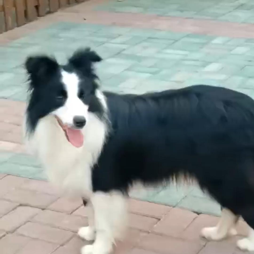 一窝小边牧