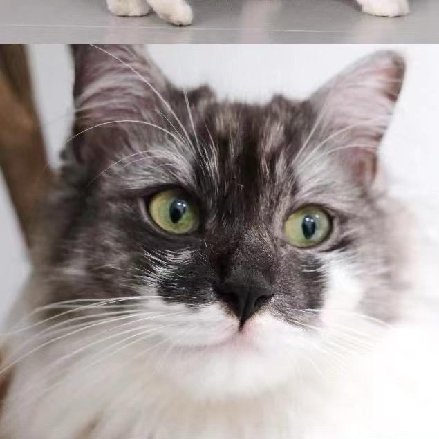 奇奇不会走丢了