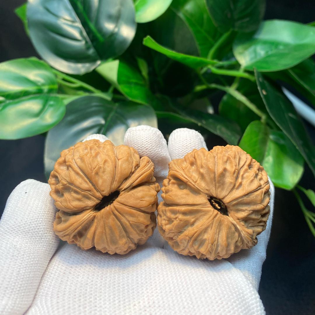 核桃老牛玩核桃