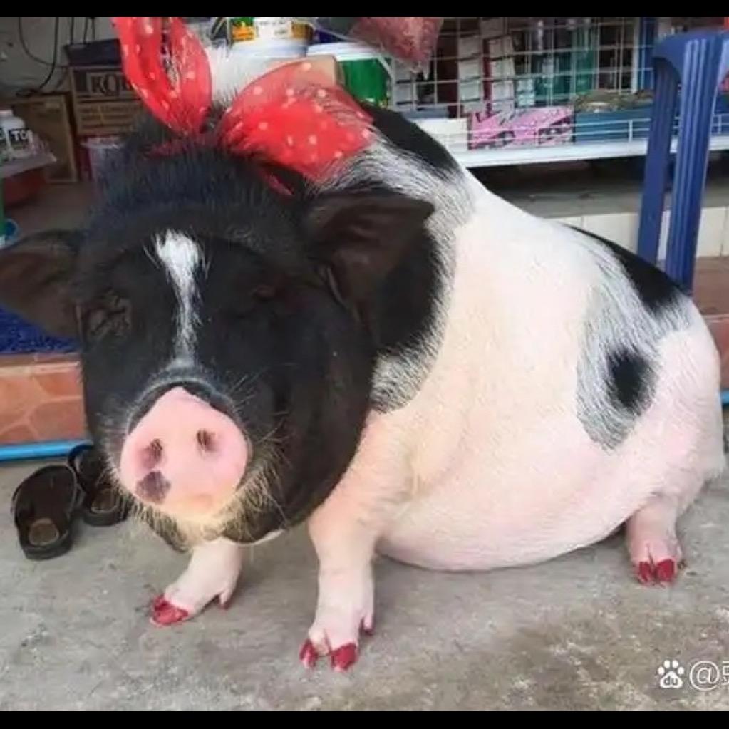 奇得龙