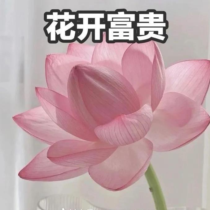 花开富贵～