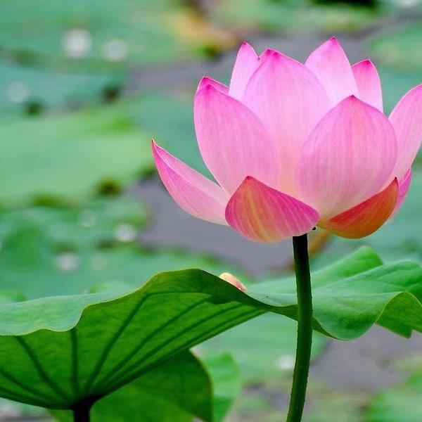 游游