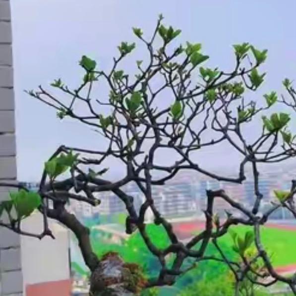 盆景素材
