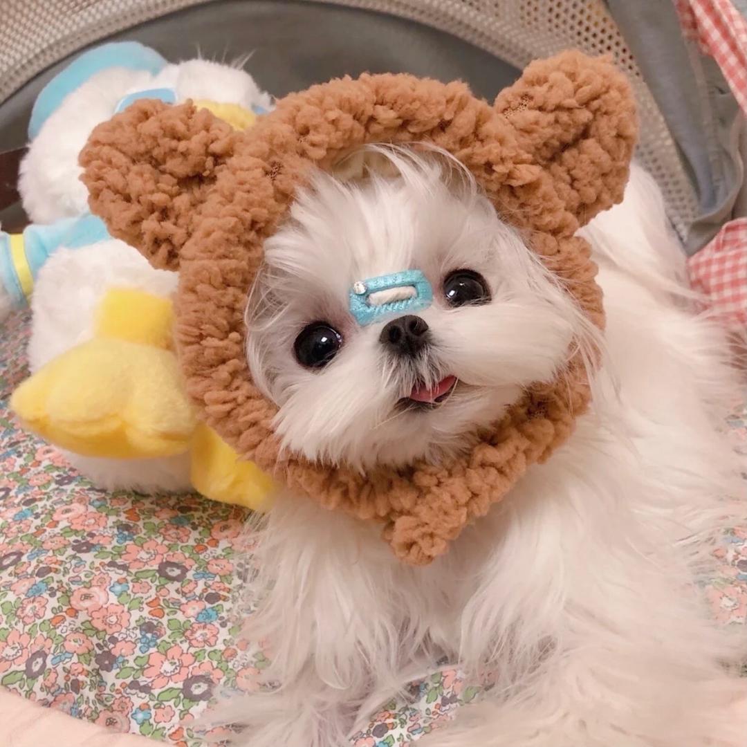 维他vitaaa🍬