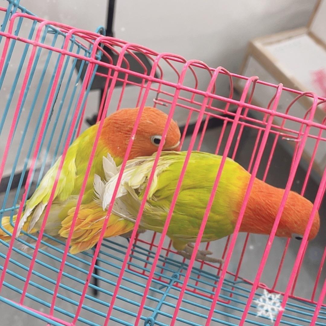 翱冉鹦鹉