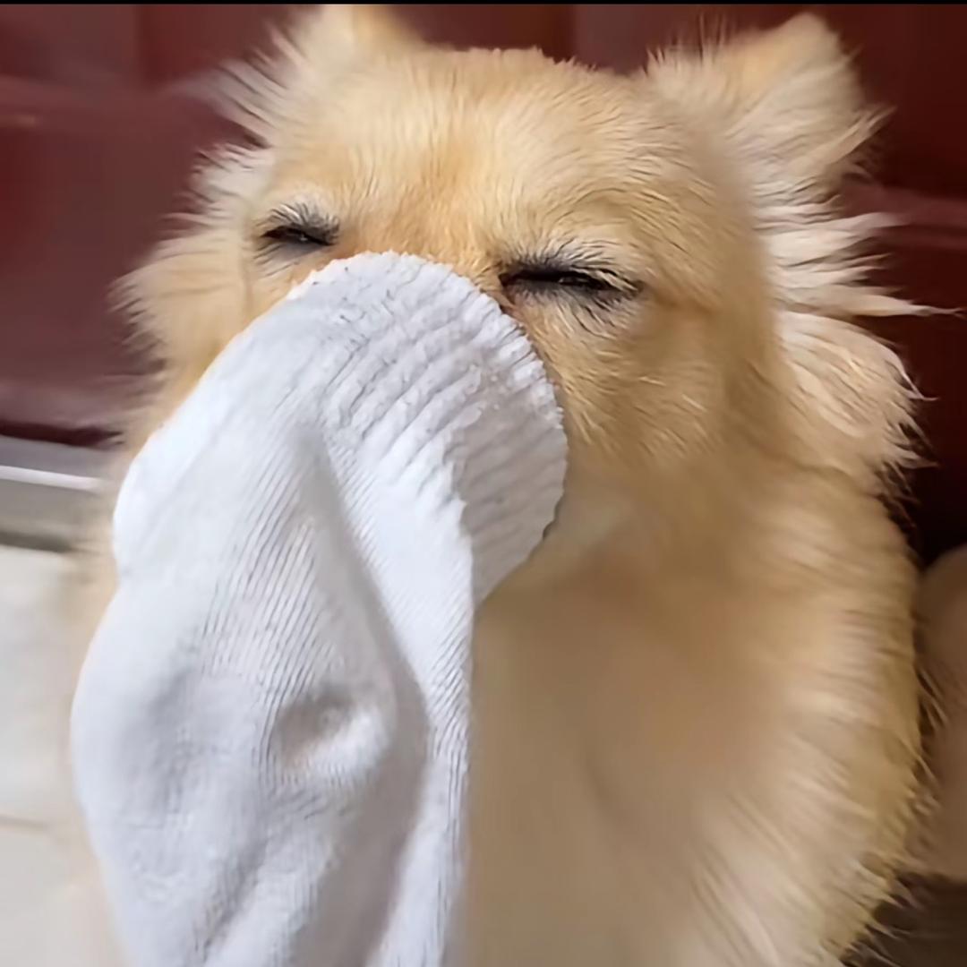 猪猪不高冷