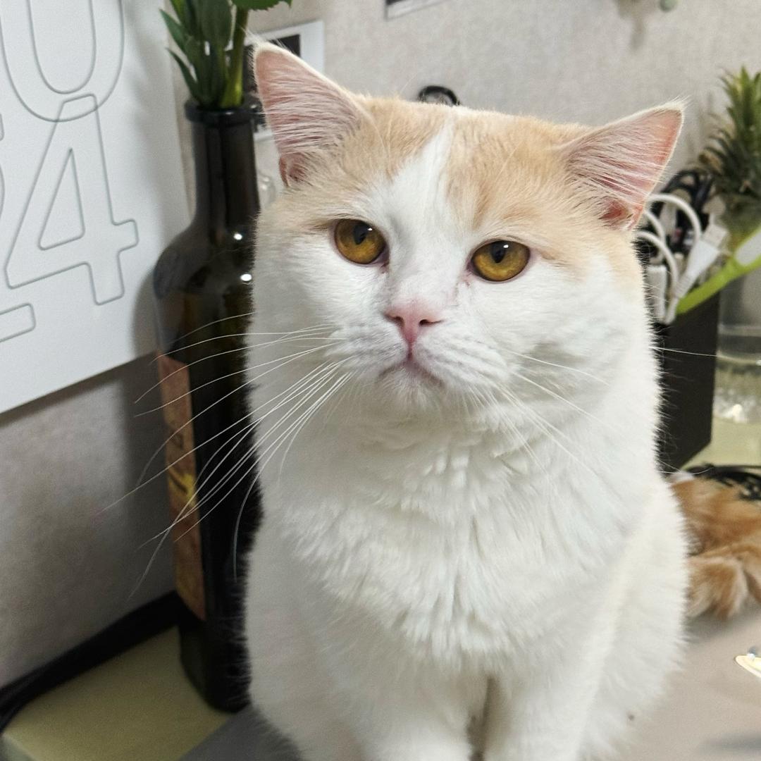 夏至 是一只猪咪