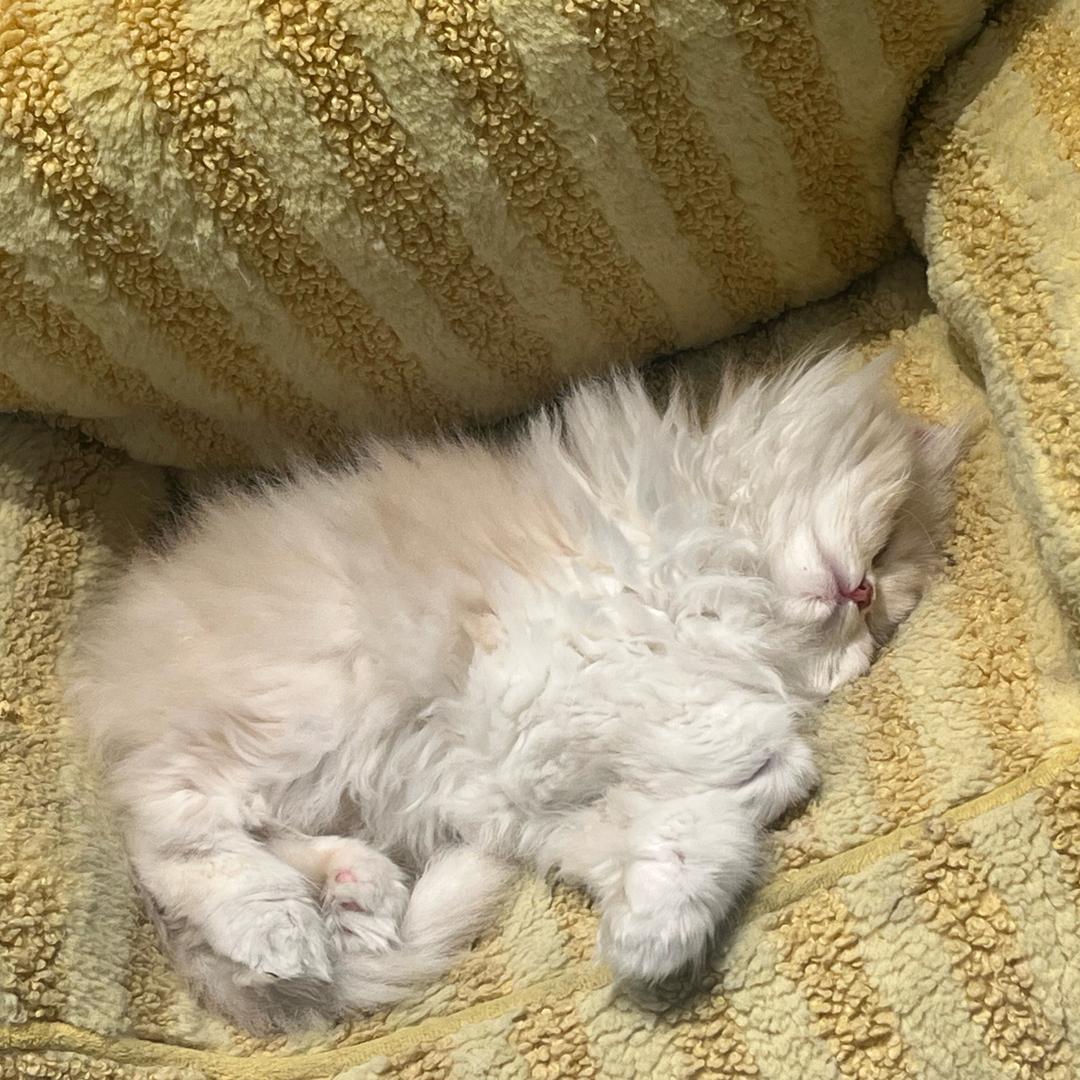 欢欢带你真实探房