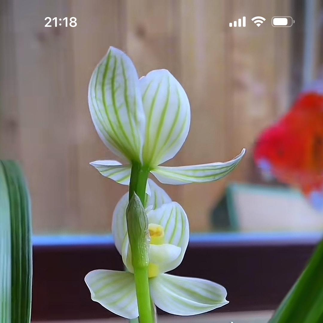嘉艺兰花甄选阁