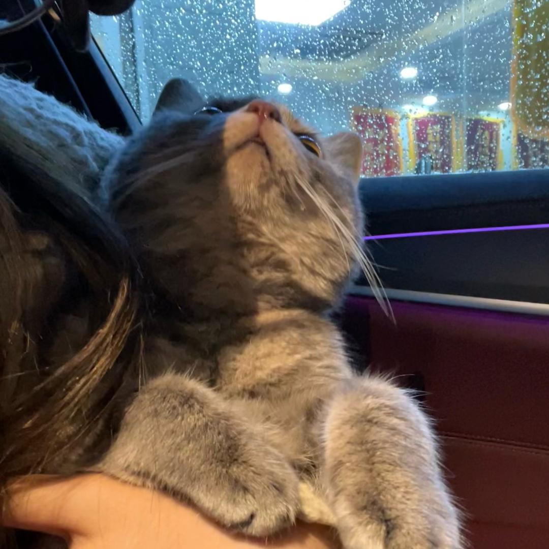 咪咪是只小灰猫^