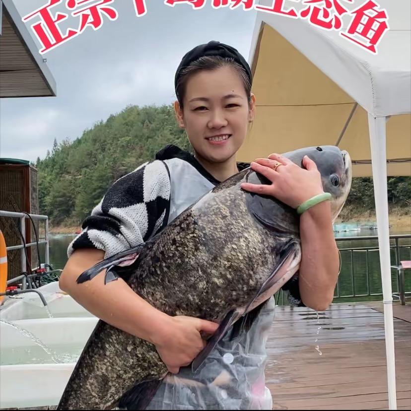 千岛湖黄金鲫