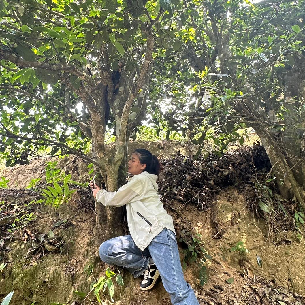 勐库镇初春茶庄