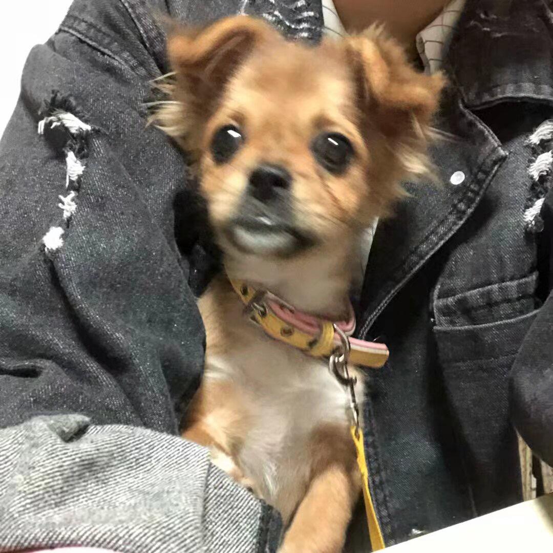 乐悠.