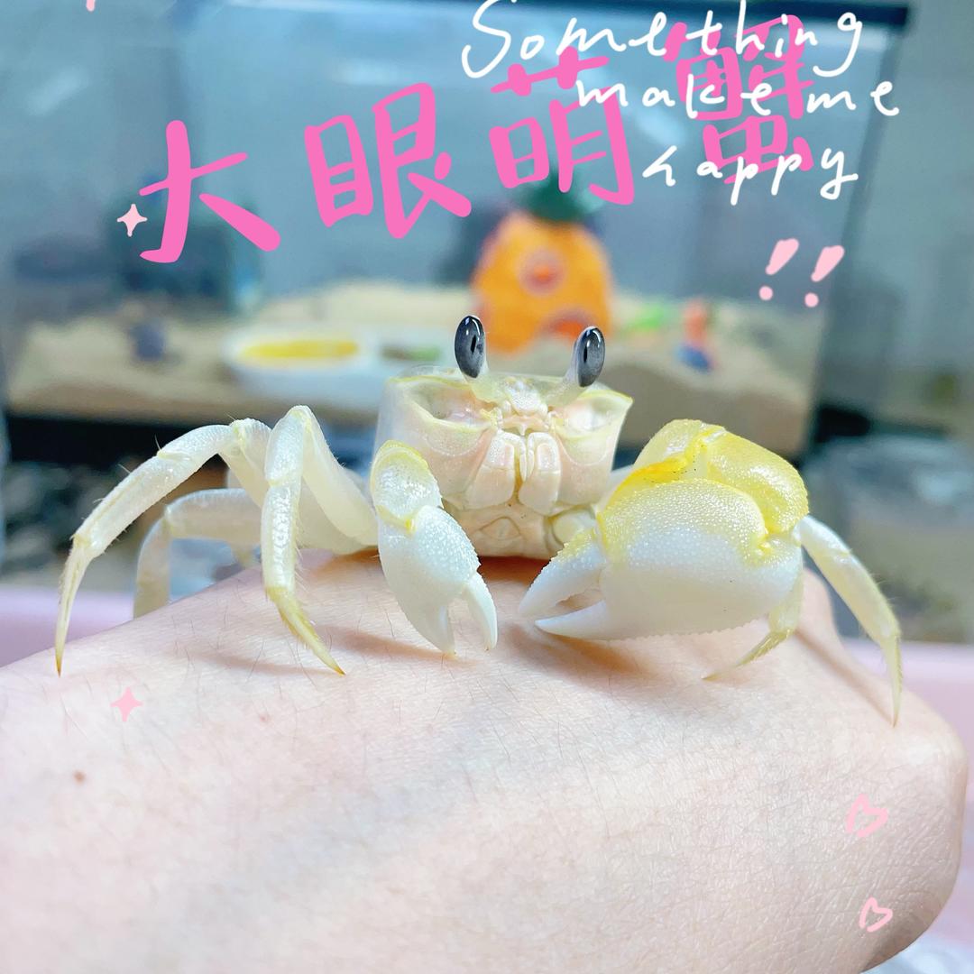 大眼蟹蟹萌宠铺