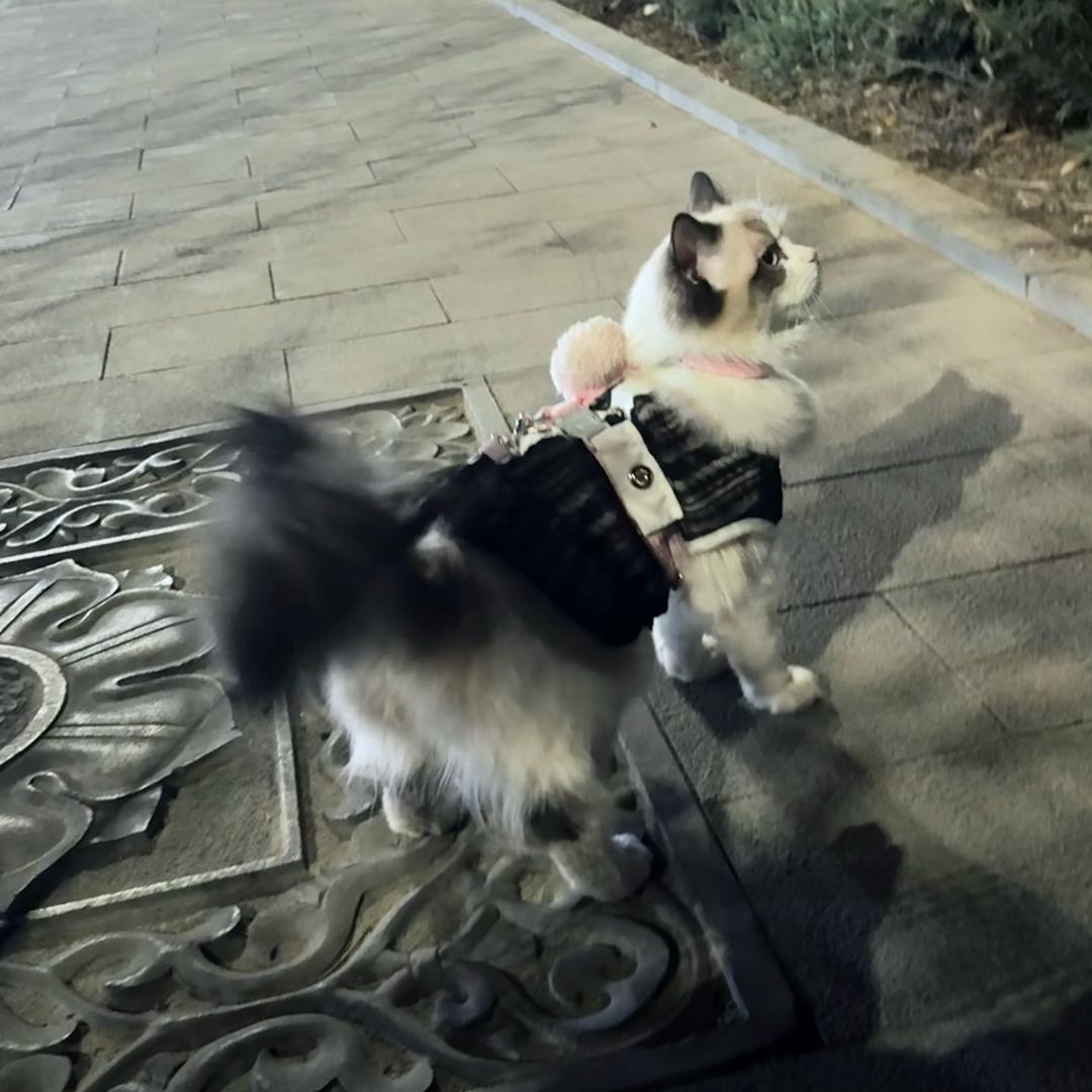 高冷的冰岛