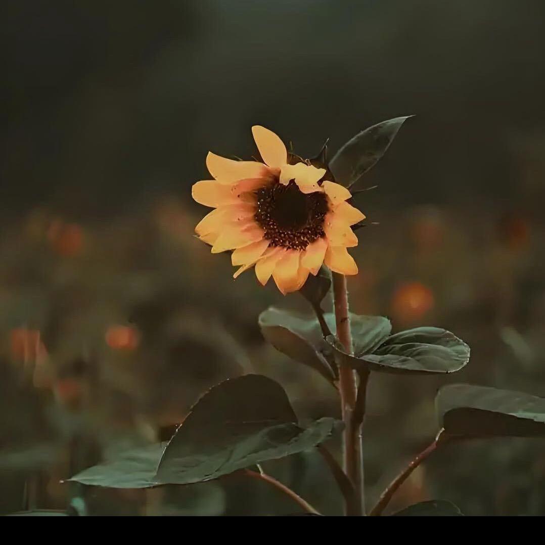 এ᭄向日葵🌻࿐²⁰²⁵