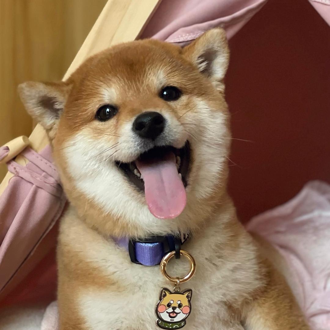柴之屋NMSA豆柴｜柴犬犬舍