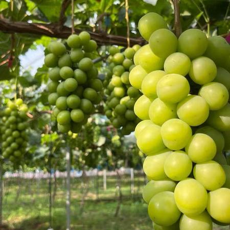 源鲜达农品集市