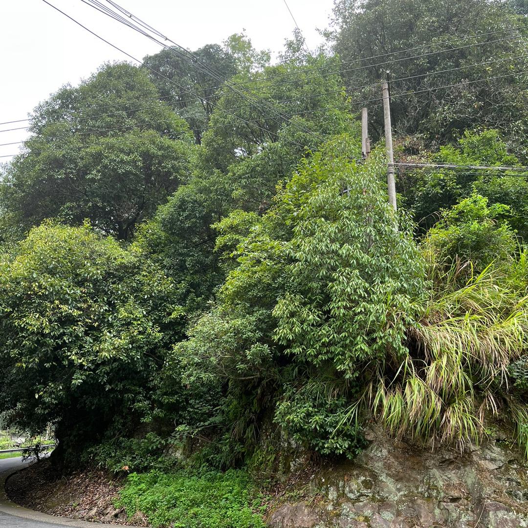 老家力坑