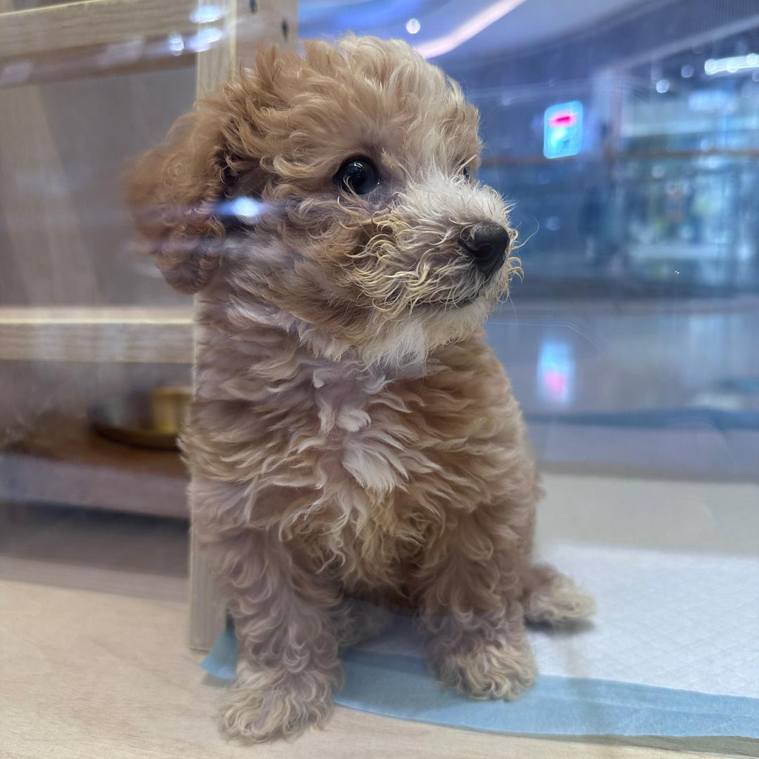 . ྀི 好运收藏家 ˗ˋˏᰔᩚˎˊ˗