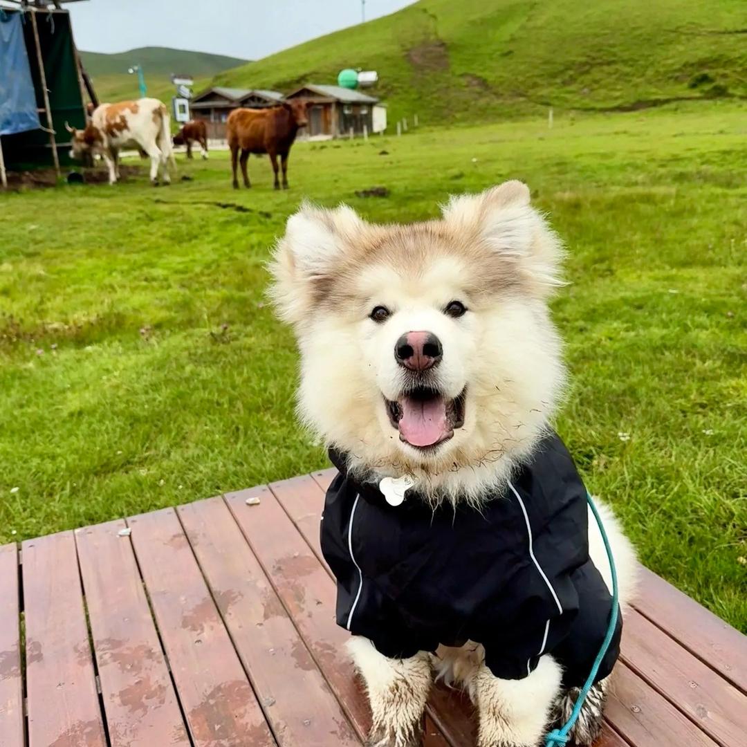 煮面大王