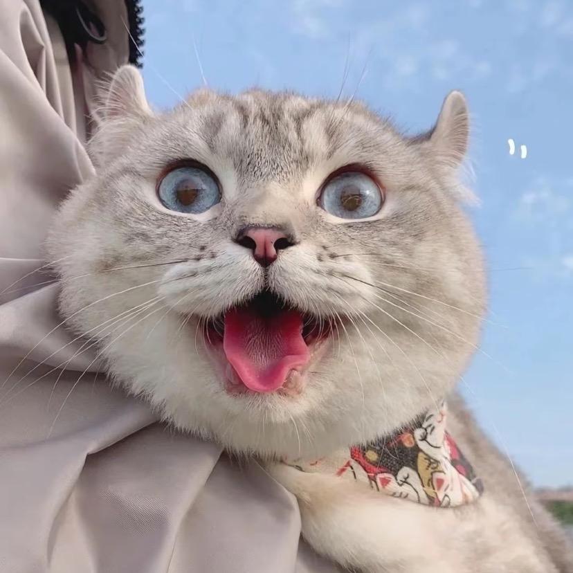毛绒绒小镇🐱