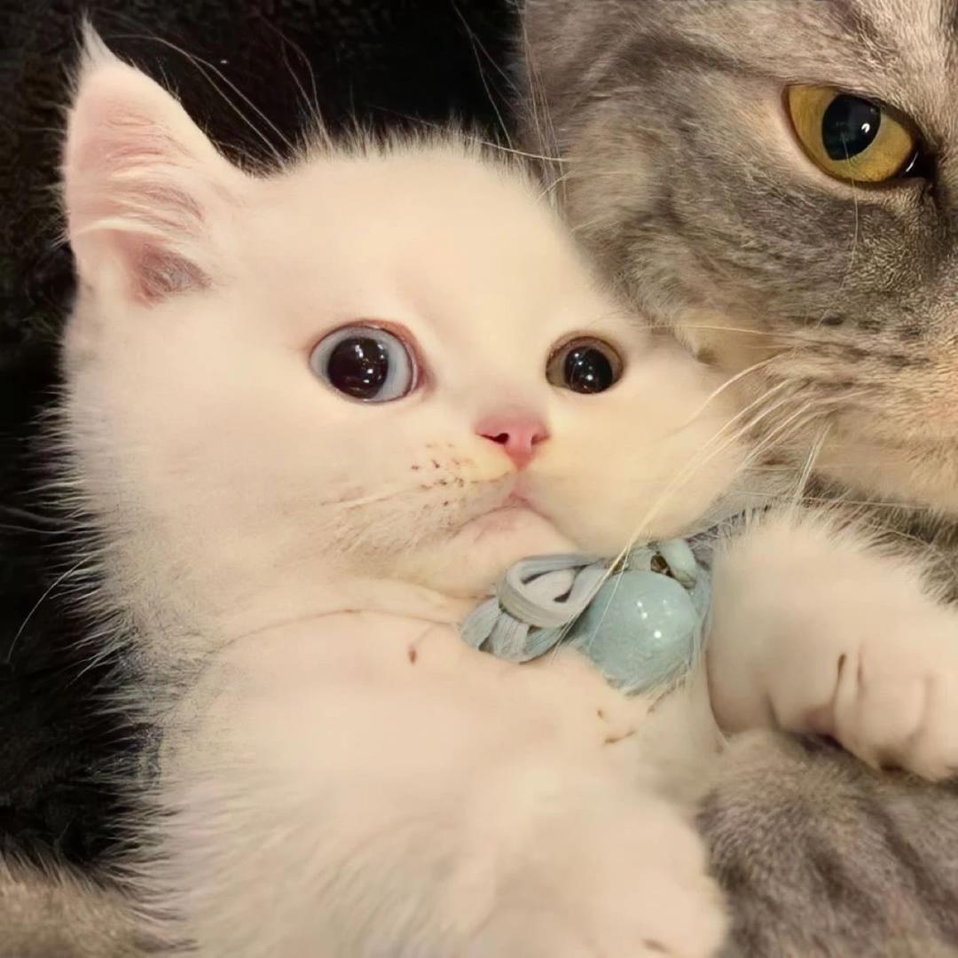 江︂︈東︀︂︈︆