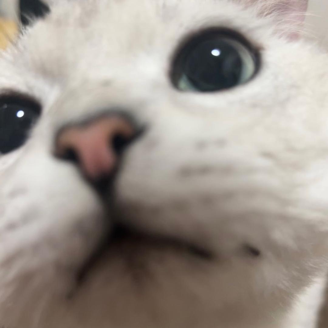 阿瑶的猫
